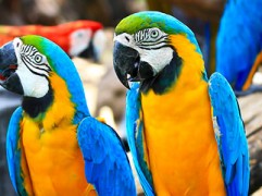 Η επικοινωνία των πουλιών